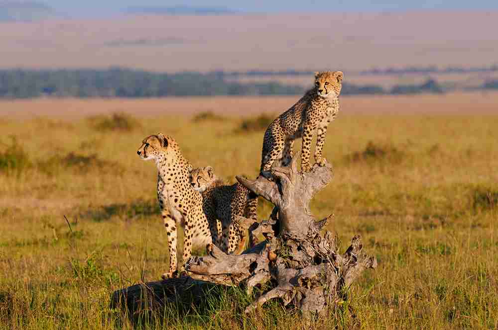 Pirschfahrt im Masai Mara Nationalreservat waehrend der Kenia Rundreise