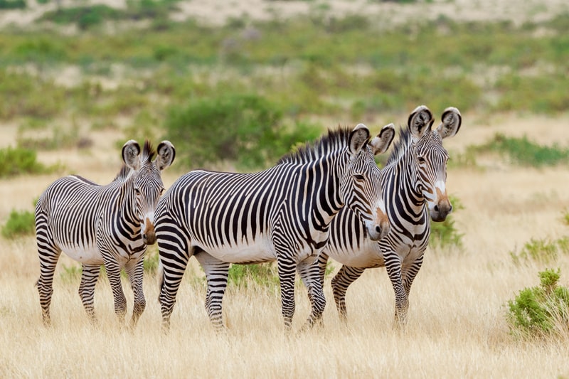 Tansania Intensiv Safari