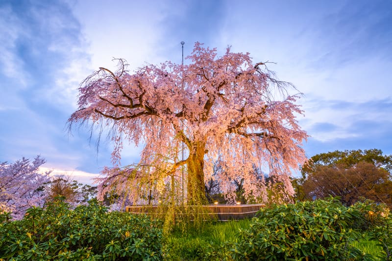 Maruyama-Park Kyoto