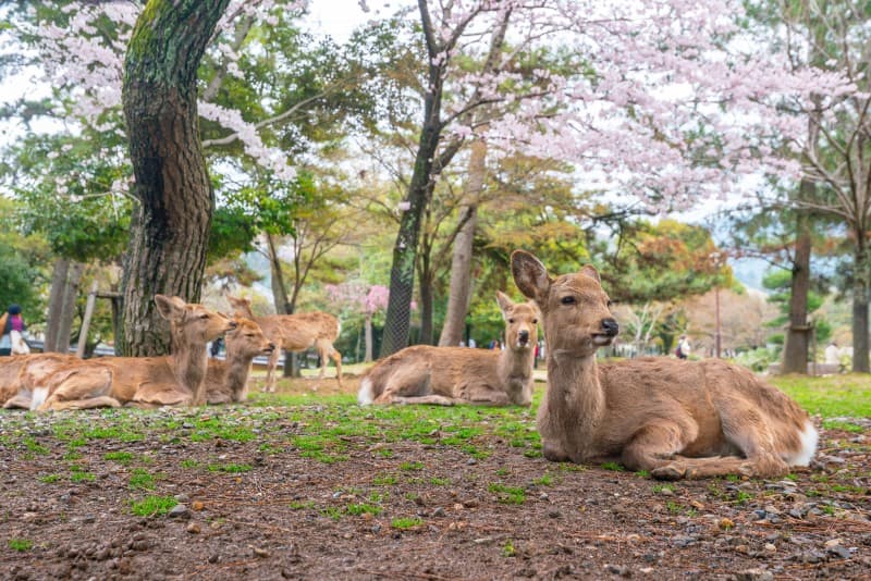 Zahme Hirsche in Nara
