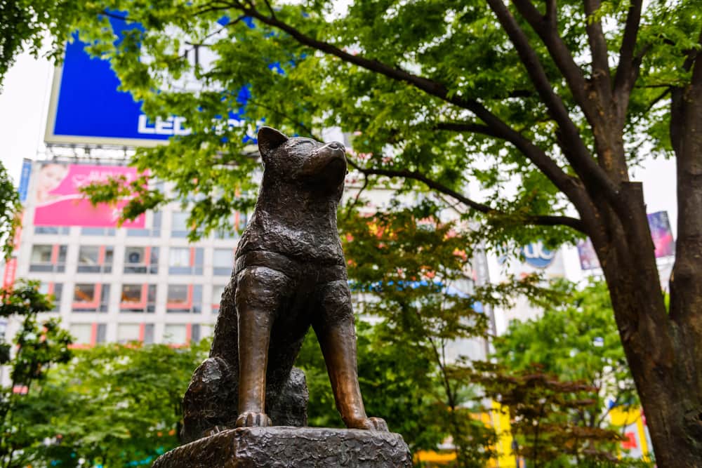 Hachiko-Statue vor dem Bahnhof Shibuya
