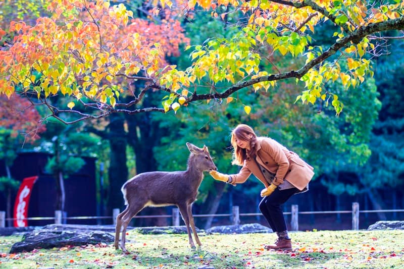 Nara Park mit zahmen Hirschen