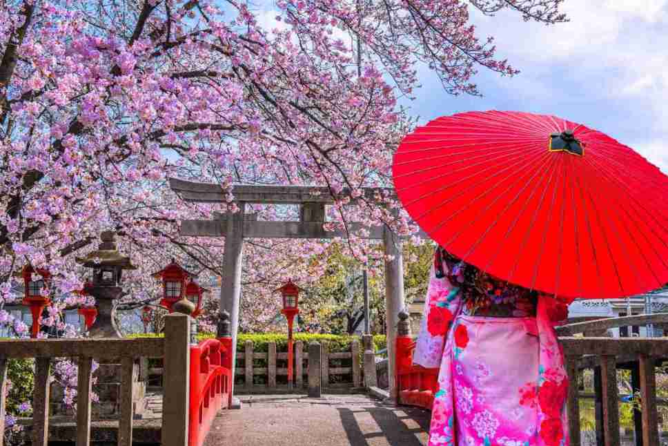 Burg Himeji mit Kirschblueten als Bild fuer die Japan Korea Kirschbluete Reise