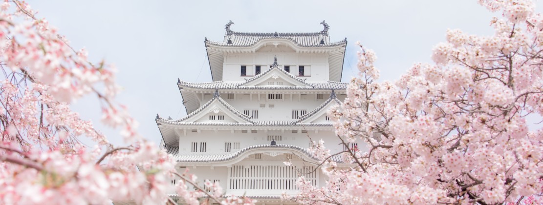 Himeji Schloss zur Kirschbluete