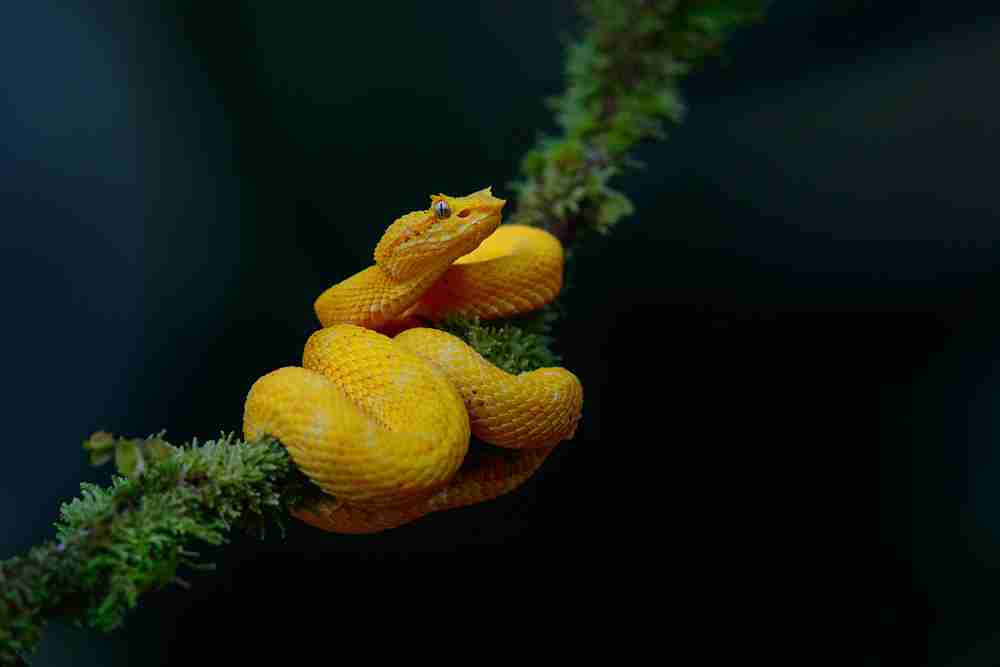Small Image